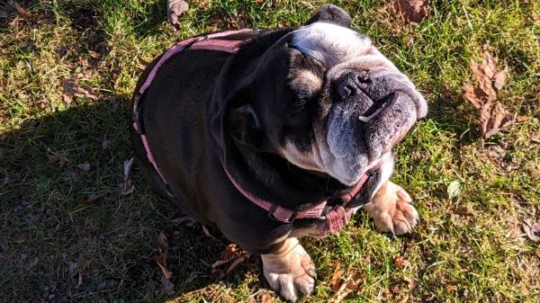 /Images/uploads/Long Island Bulldog Rescue/LIBR-2025-Calendar/entries/32173thumb.jpg